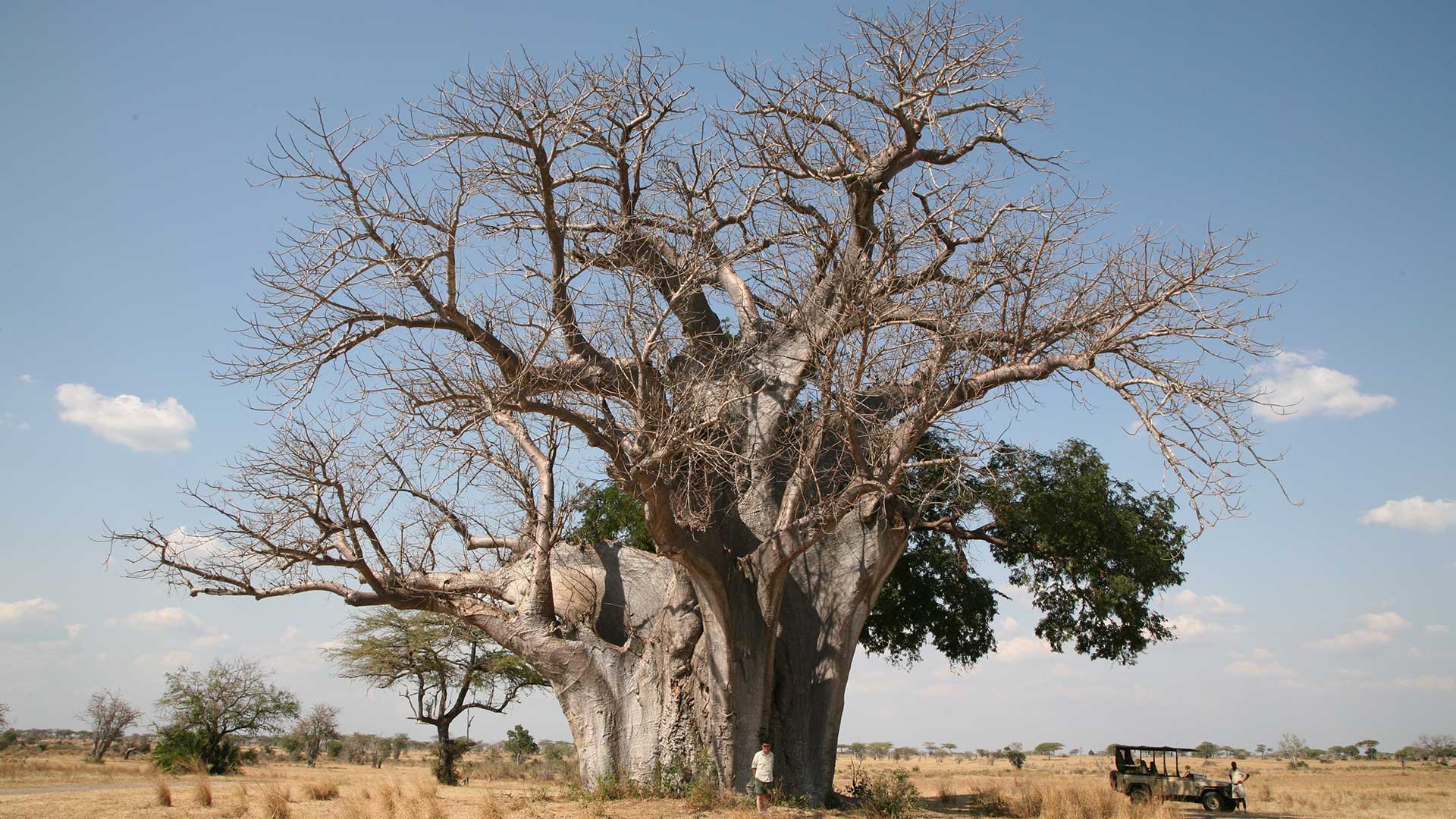 Baobab-tree-tanzania