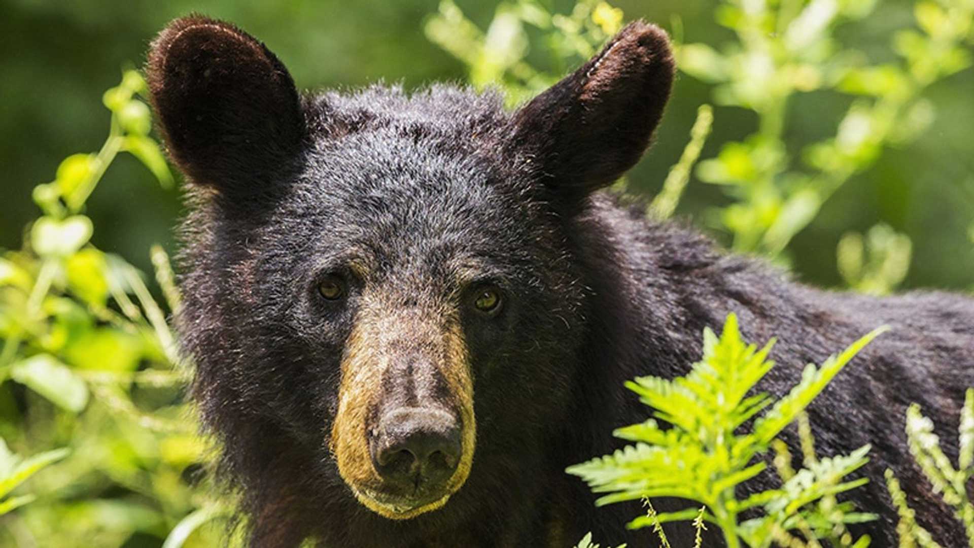Black-bear-Alaska