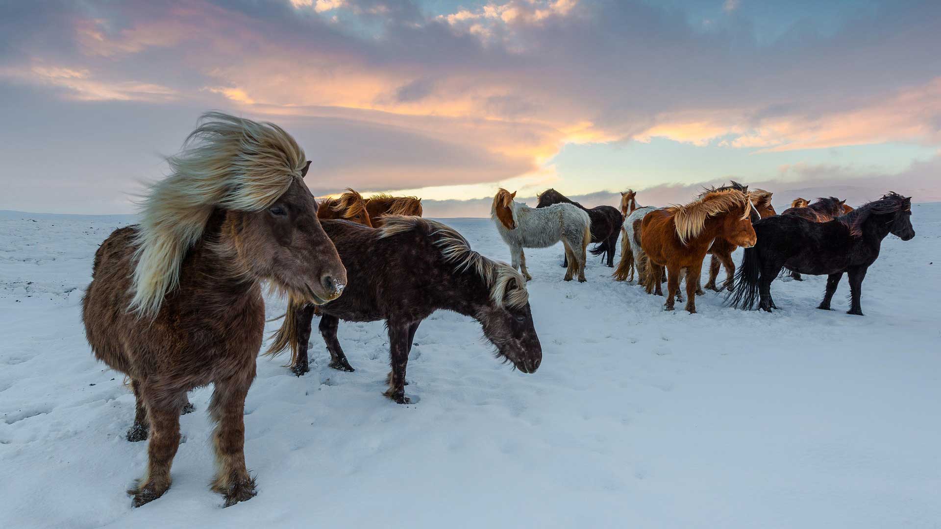 Iceland-horses