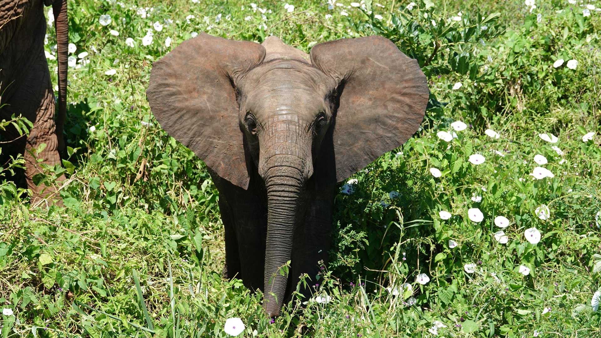 Tanzania-baby-elephant-saying-hello