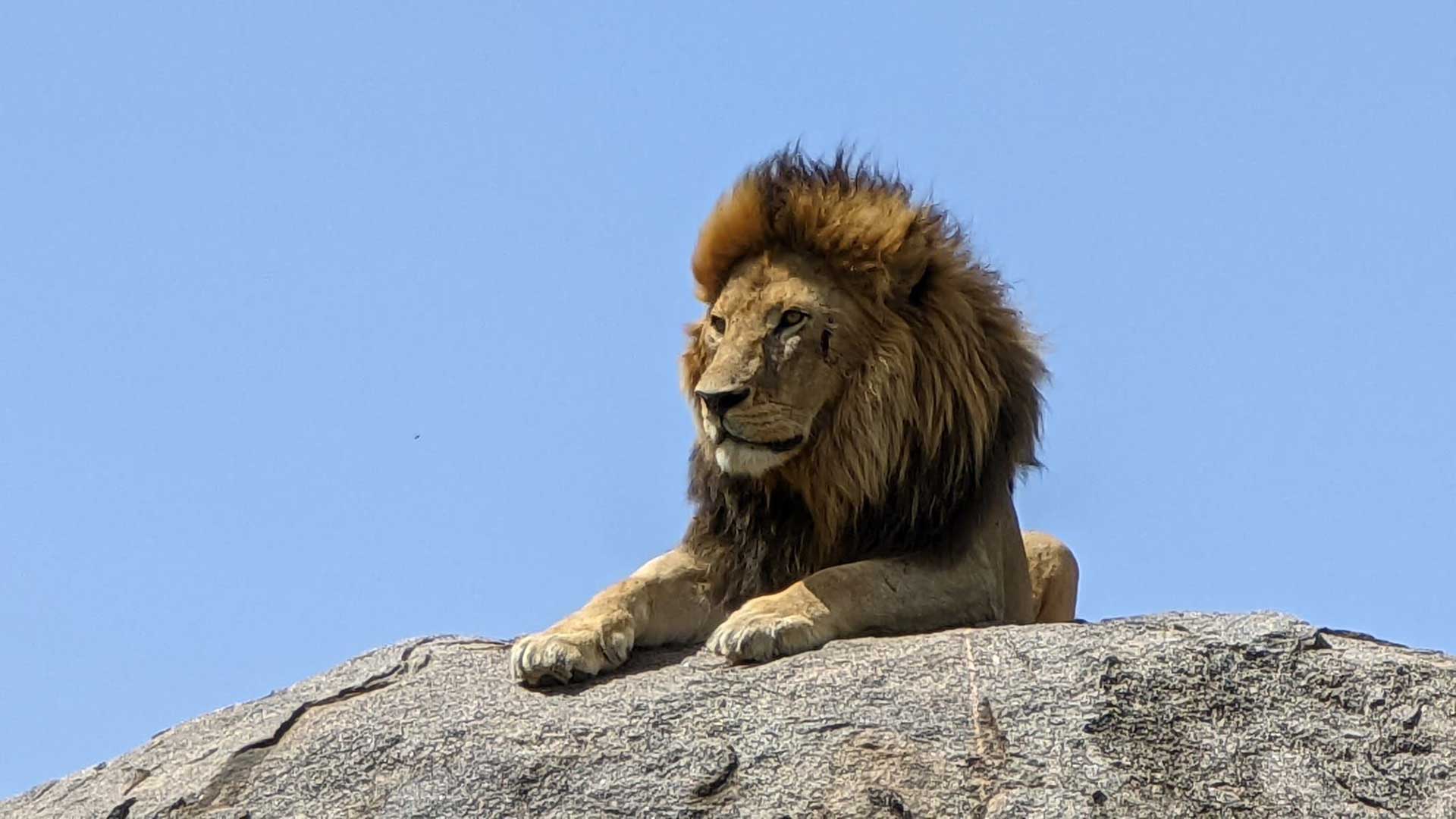Tanzania-lion-sunbathing
