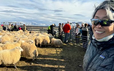 Iceland Sheep Roundup – The Magic of Réttir in Iceland