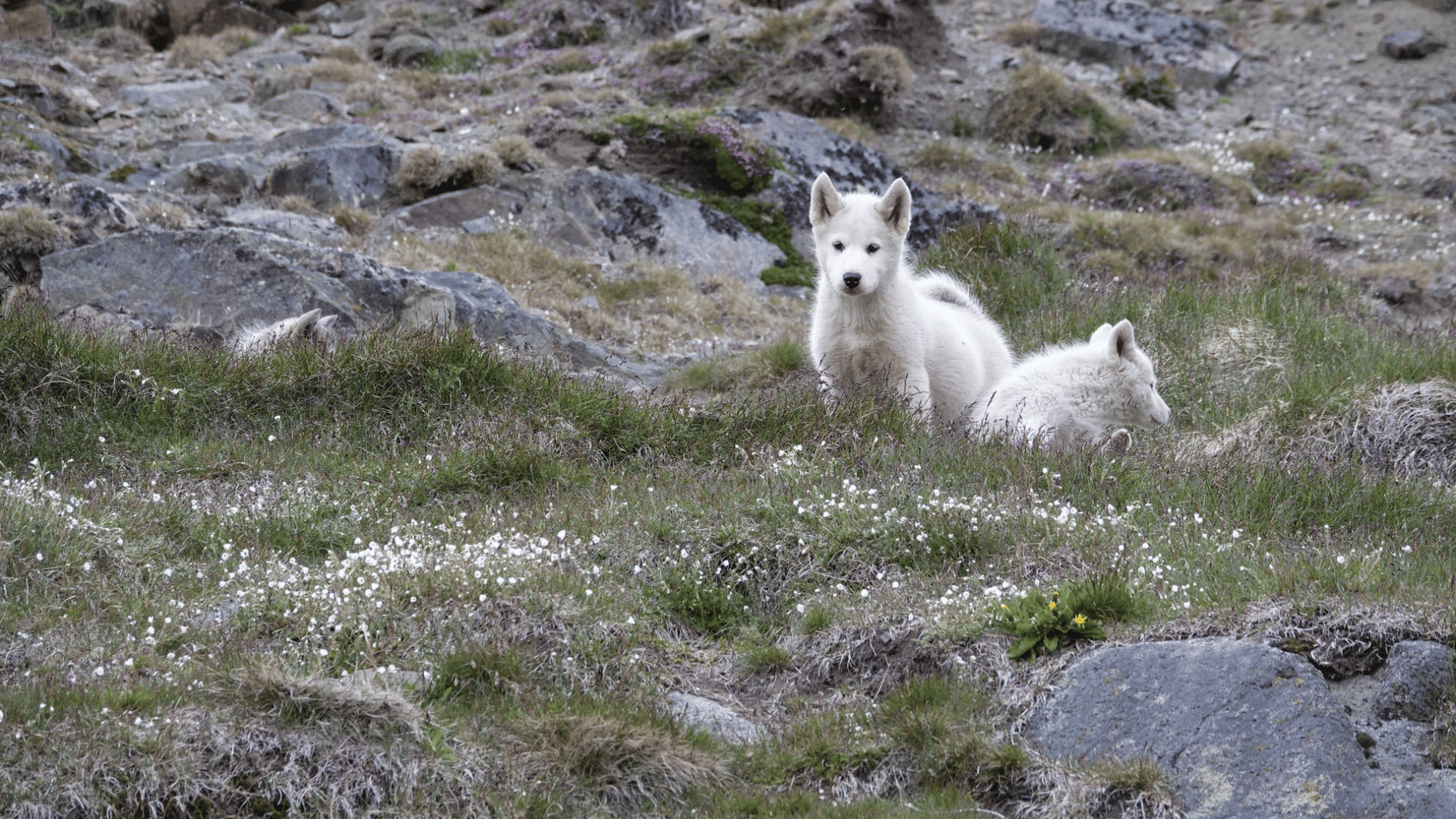Greenland Women's Adventure Greenland Pupplies