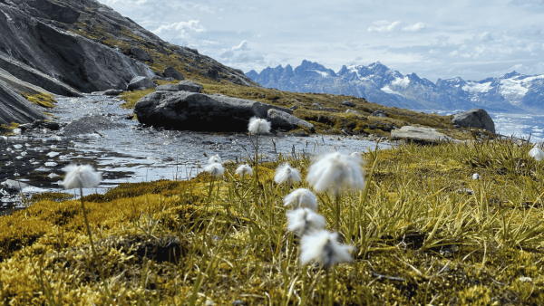 Greenland Women's arctic hiking adventure Cotton grass