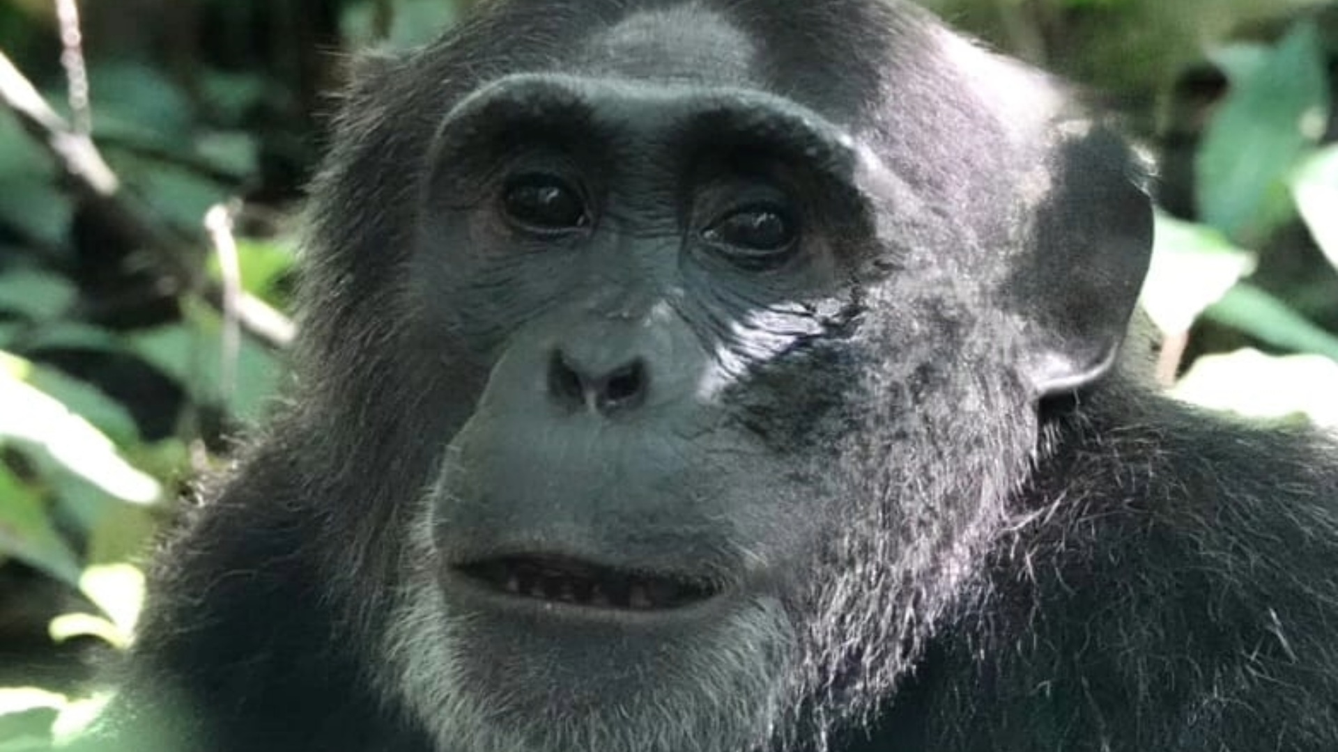 Uganda Women’s Mountain Gorillas & Chimpanzees