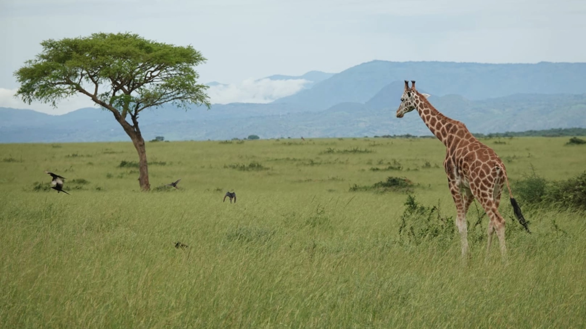 Uganda-womens-gorilla-chimpanzees-tour-itinerary-day01