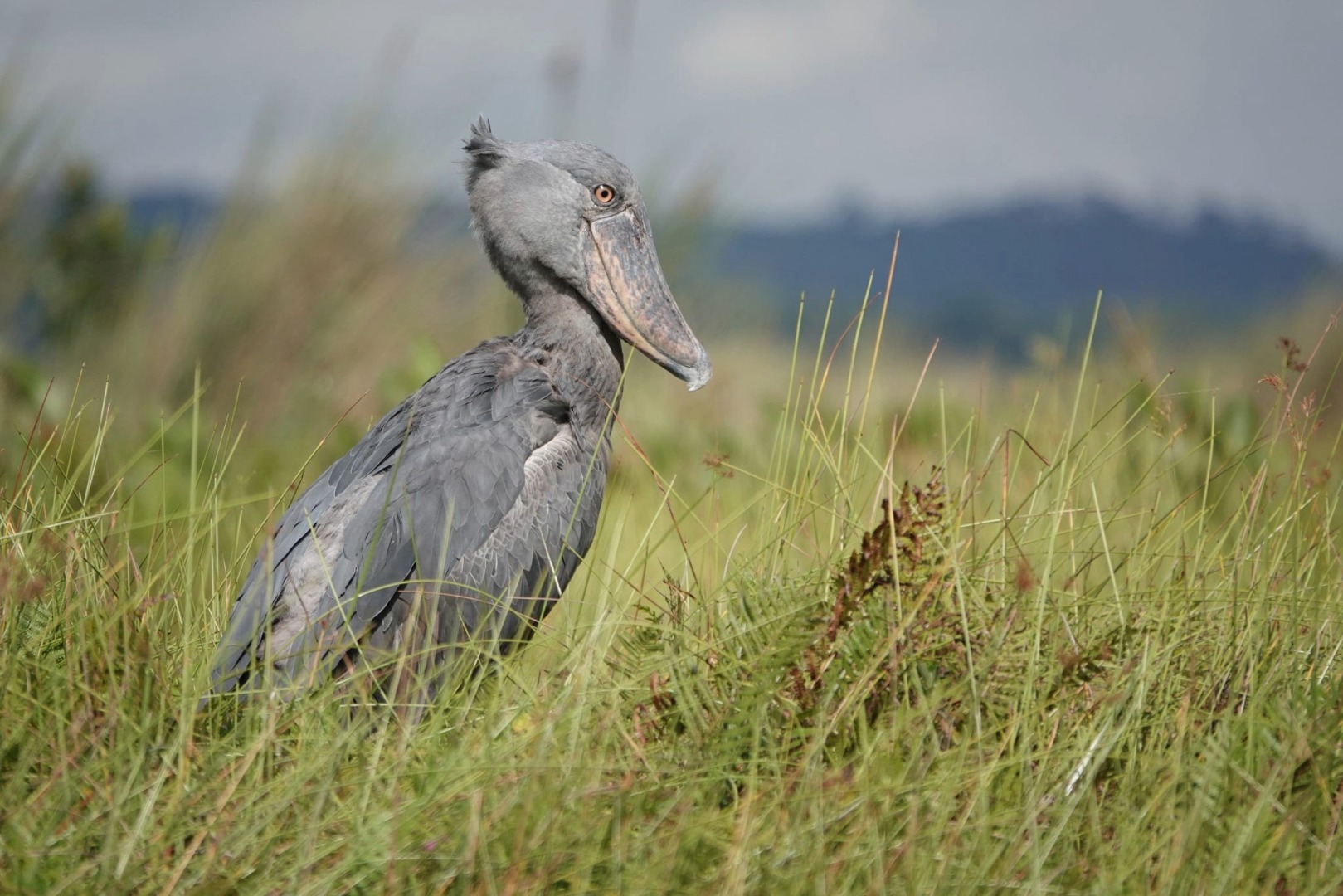 Uganda-womens-gorilla-chimpanzees-tour-itinerary-day02