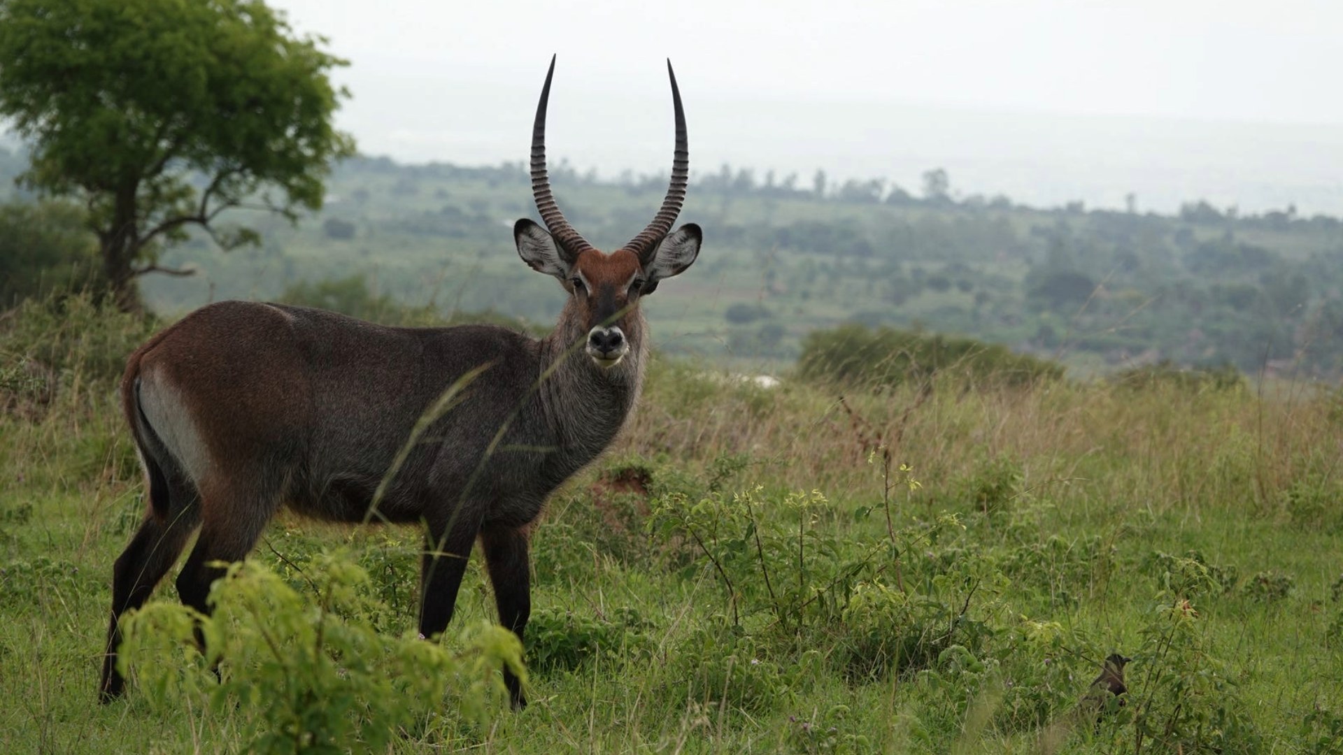 Uganda-womens-gorilla-chimpanzees-tour-itinerary-day05