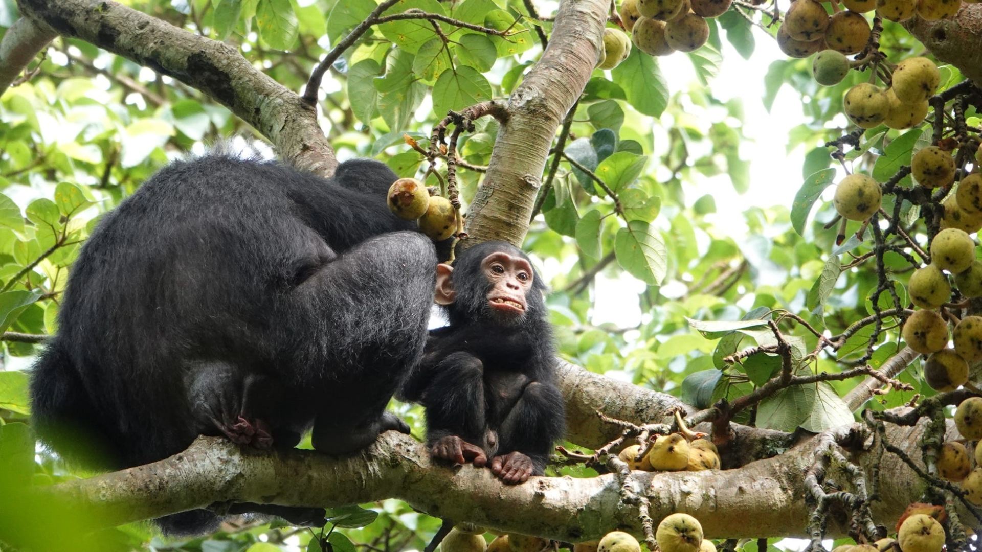Uganda-womens-gorilla-chimpanzees-tour-itinerary-day07