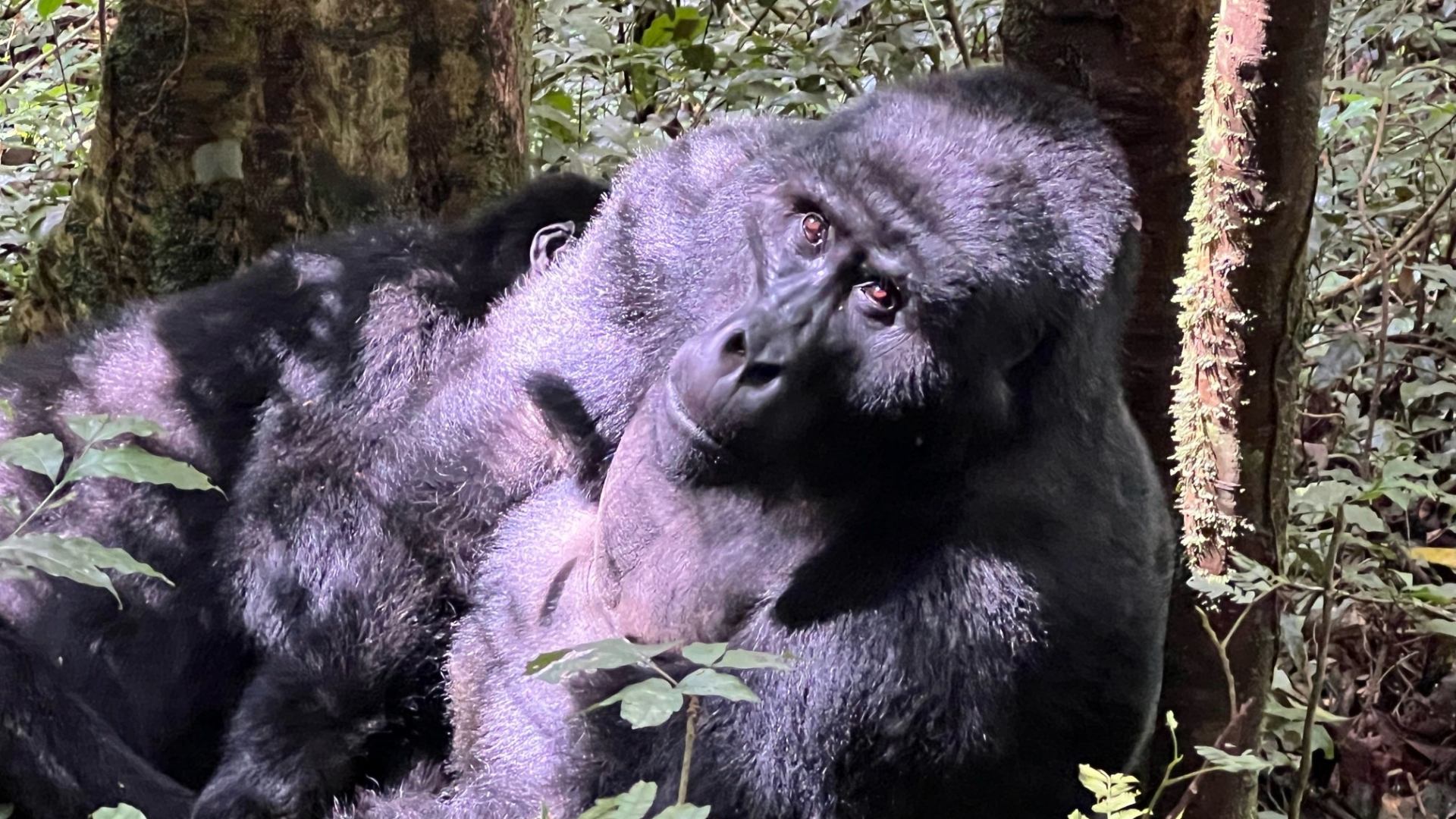 Uganda-womens-gorilla-chimpanzees-tour-itinerary-day10