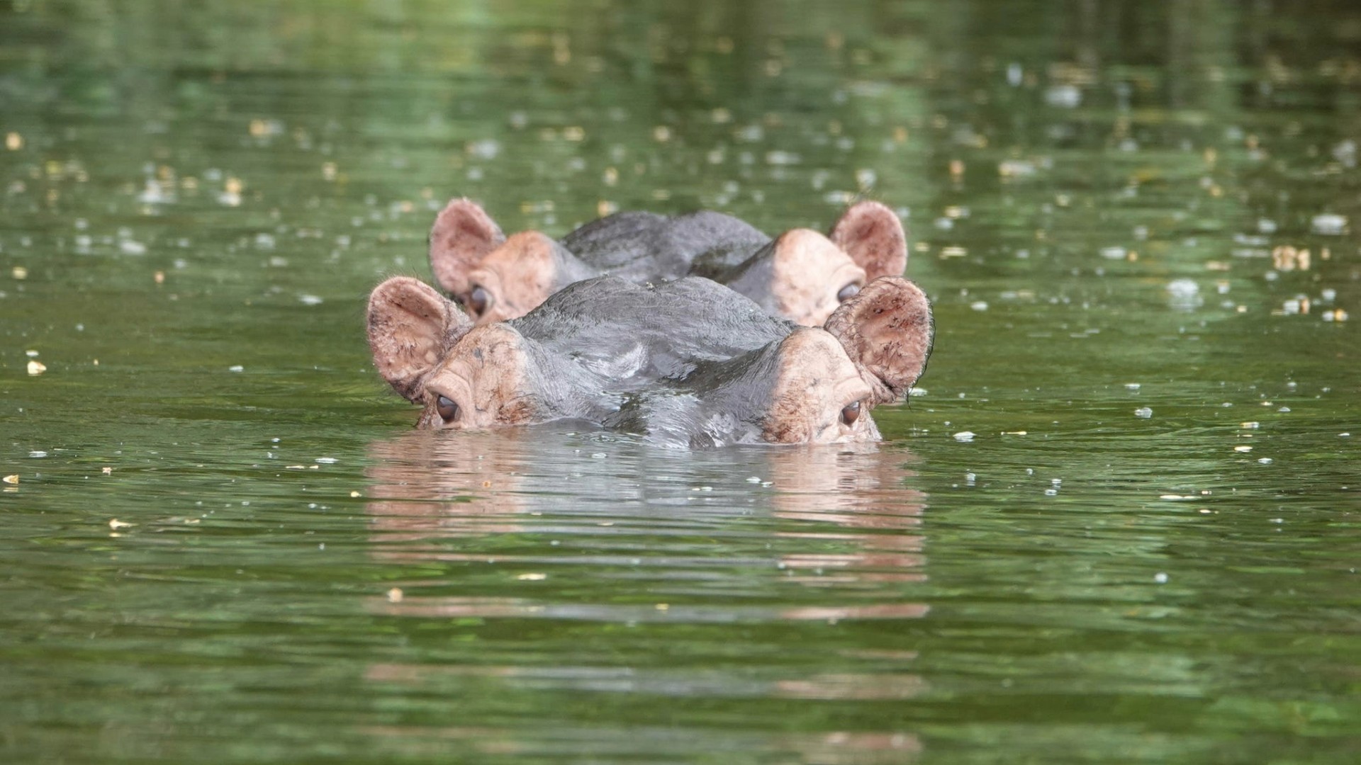 Uganda-womens-gorilla-chimpanzees-tour-itinerary-day11