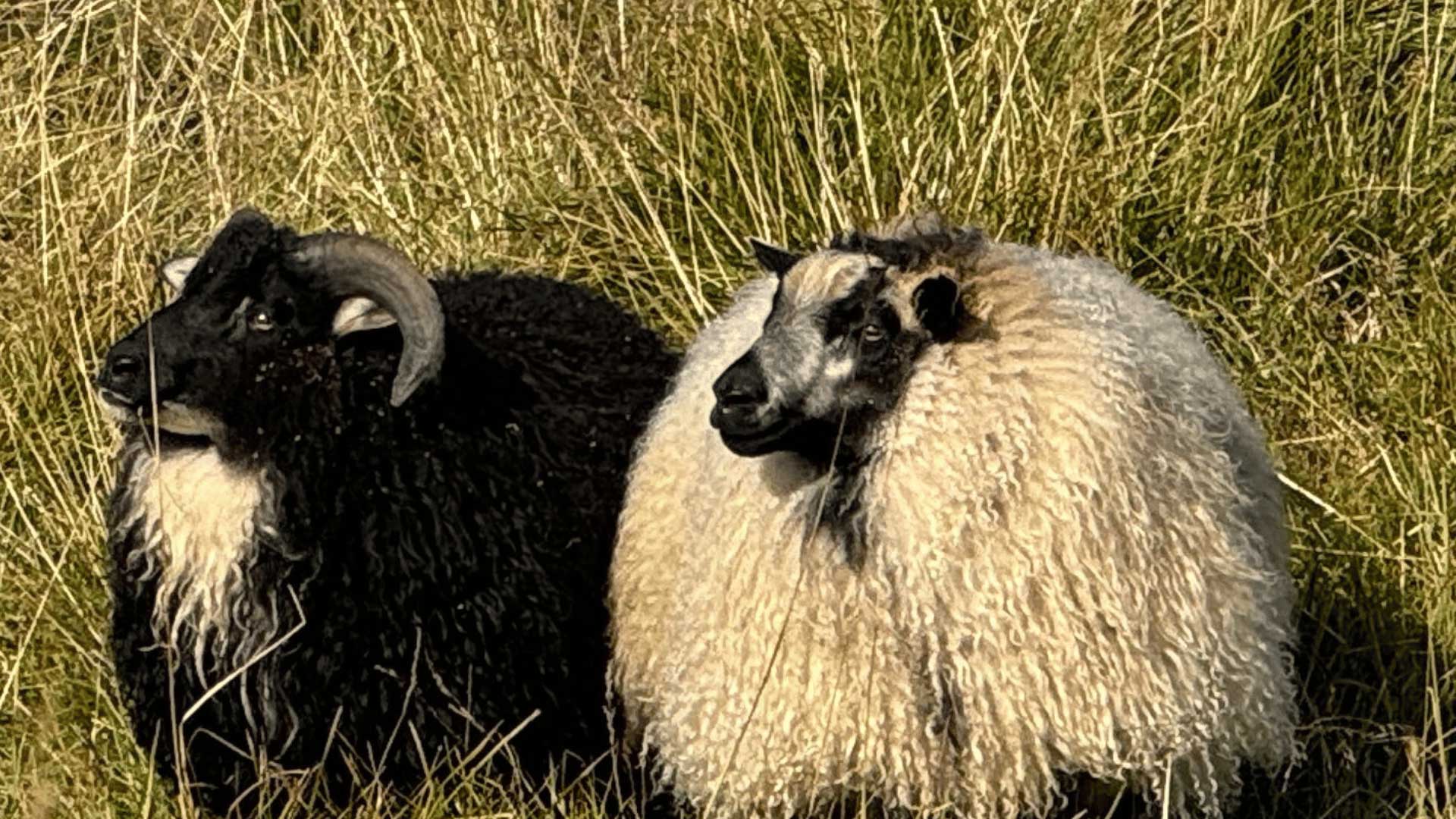 Iceland-Sheep