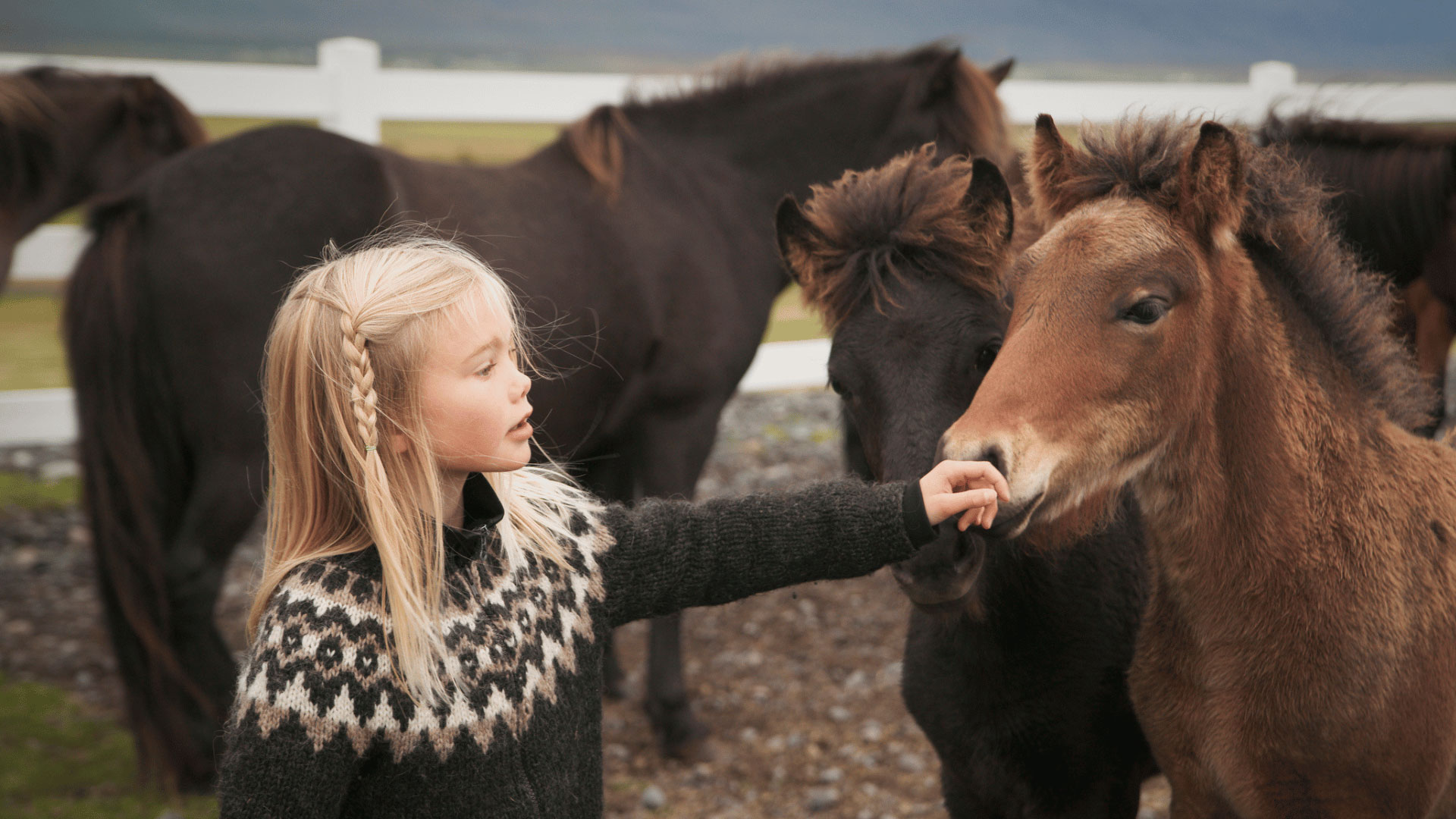 Iceland-lopapeysa-sweater-girl-horse