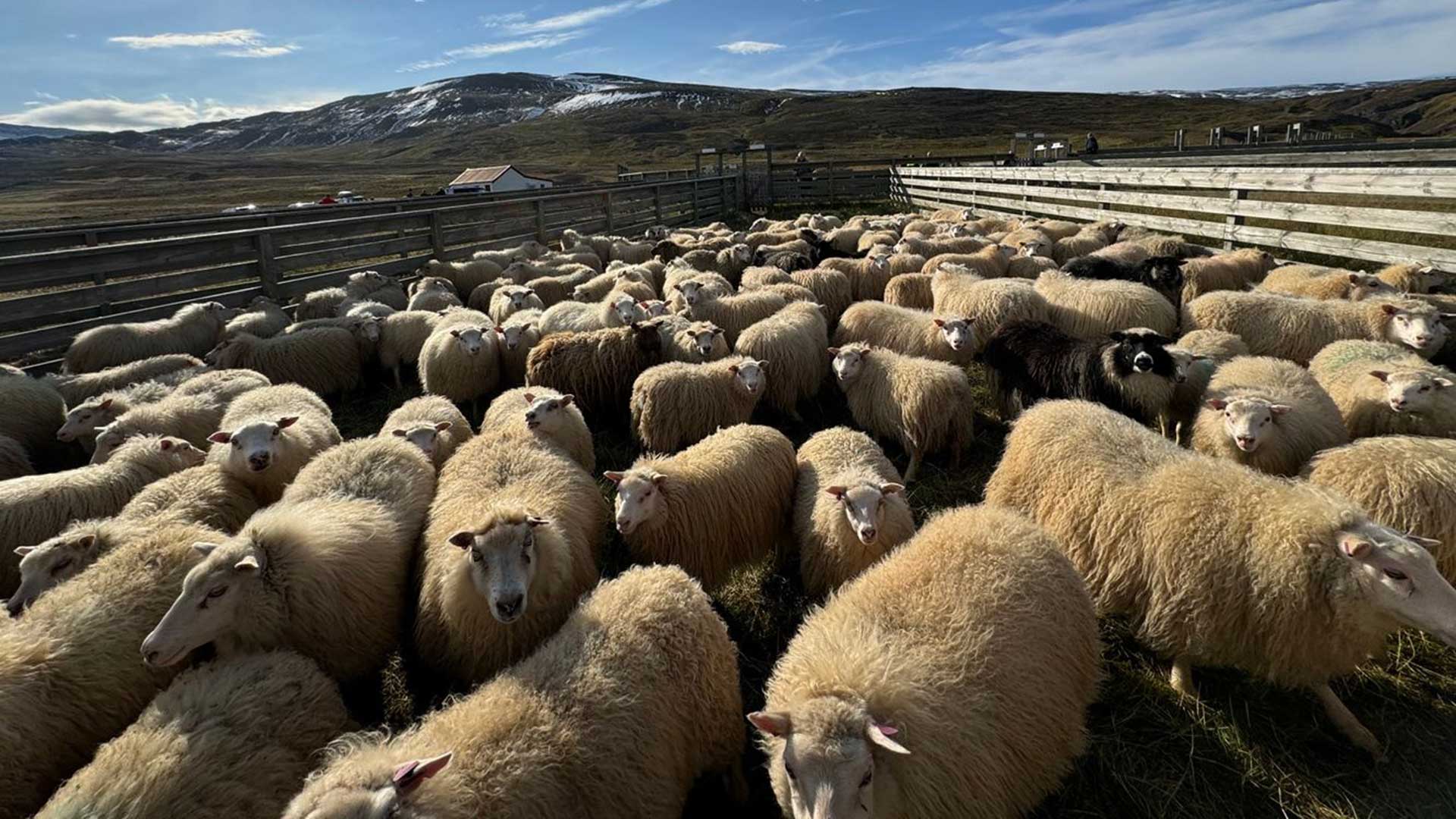 Iceland-womens-knitting-tour